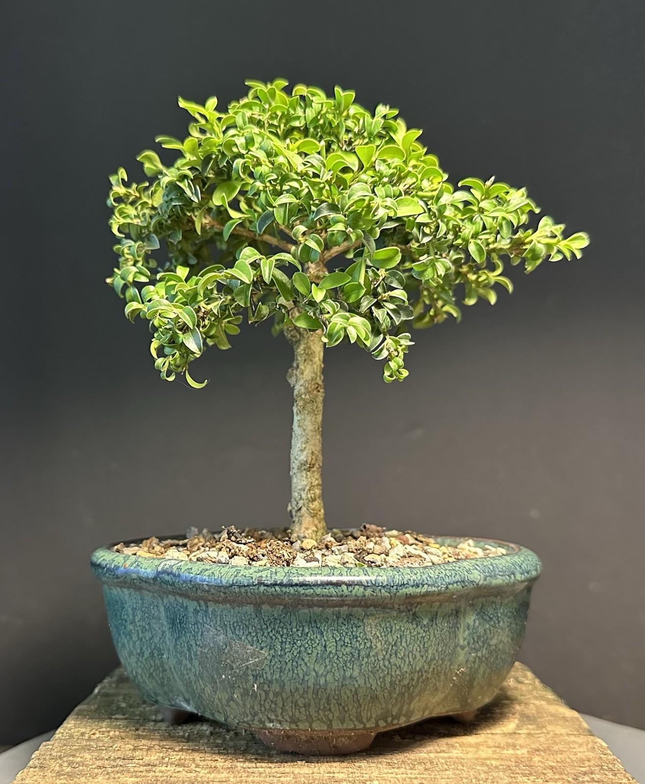 Bonsai Tree Mame Size Kingsville Boxwood 11 Years Old 8” Tall Chinese Pot