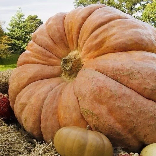 5 Pumpkin Seeds – Dills Atlantic Giant | Heirloom – WORLD RECORD – NON GMO USA