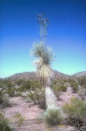 Yucca rostrata BLUE BEAKED YUCCA Hardy Exotic SEEDS!