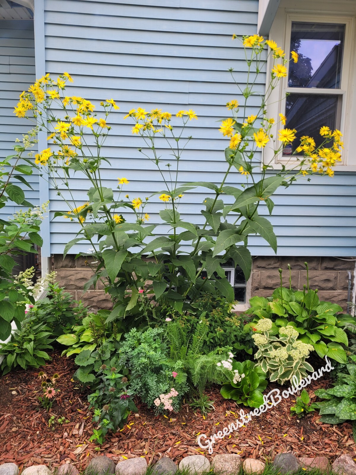 50 Seeds – Silphium perfoliatum ‘Cup Plant’ Native Perennial in Zones 3-9