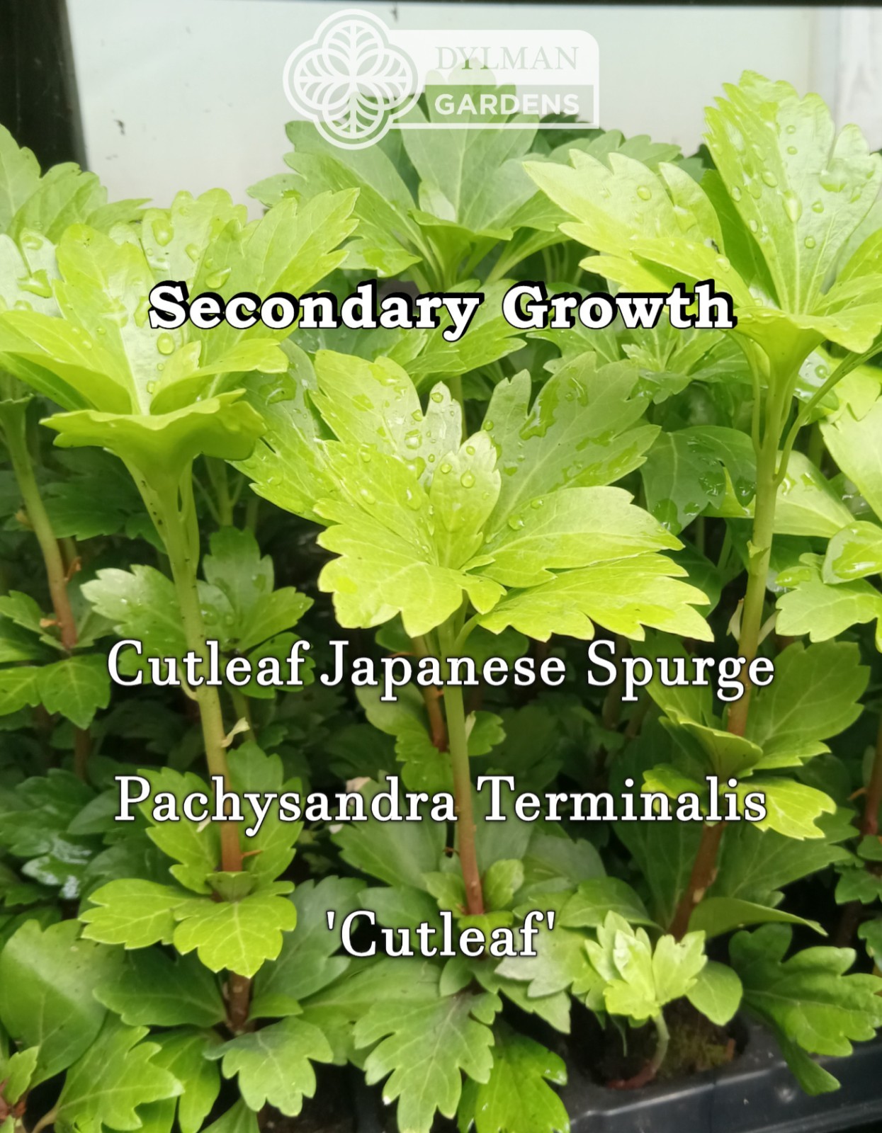 Cutleaf Japanese Spurge (Pachysandra terminalis ‘Cutleaf’) – Multiple Sizes