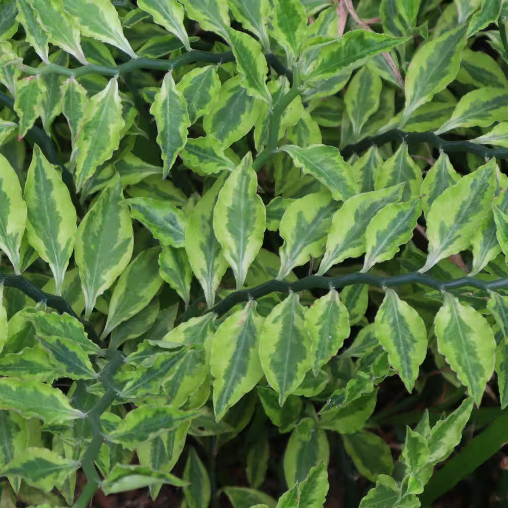 6 In. Pedilanthus Tith Variegated Plant in Grower Container