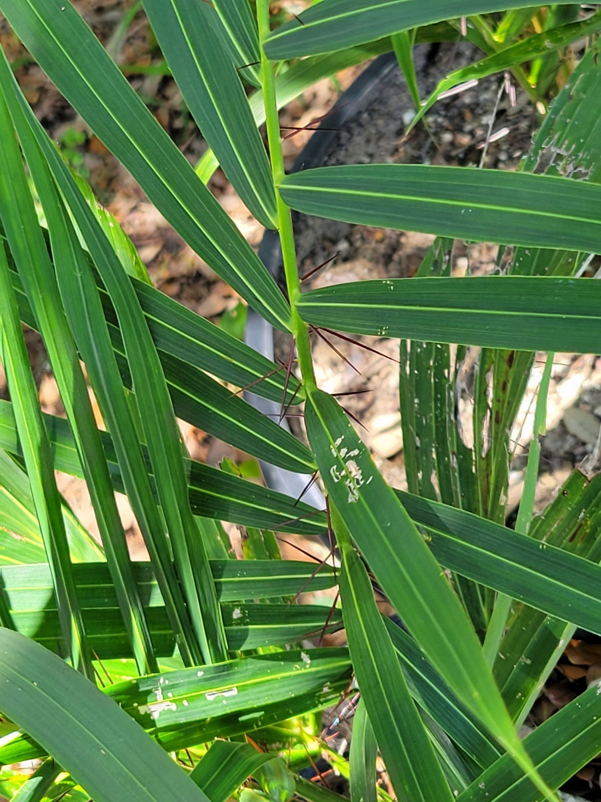 Acrocomia aculeata Palm Tree in 2 Gallon Container