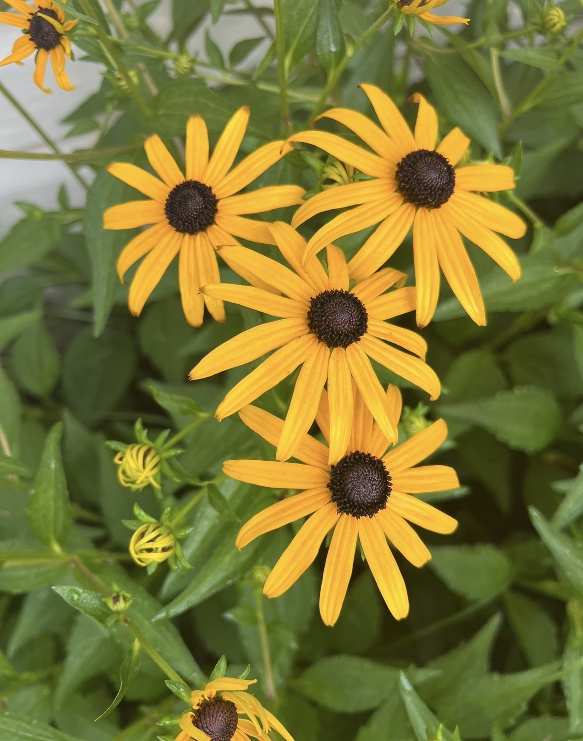 BLACK-EYED SUSAN FLOWER SEEDS- 25+- ATTRACTS POLLINATORS BUTTERFLIES BEES