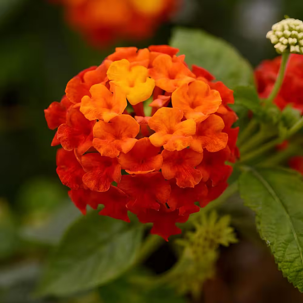 4 In. Lucky Red Bloom Lantana Plant (3-Piece)