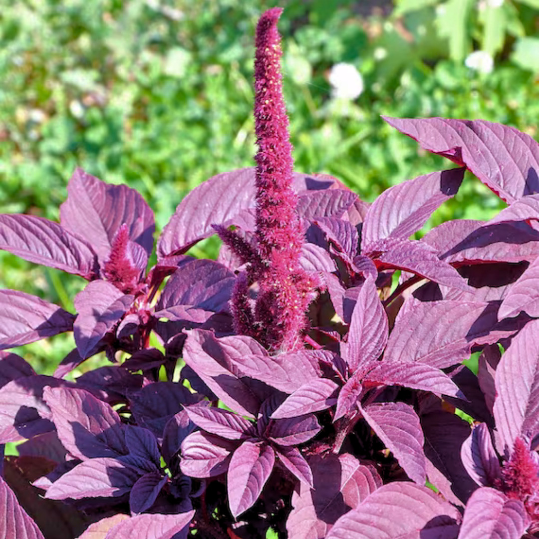 Fresh Premium Amaranth Red Leaf Seeds | Hu Hsien | Heirloom Non-GMO | Herb Seeds