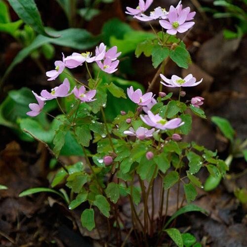 Windflower Rue Anemone (Anemonella thalictroides) Mix of Bare-roots