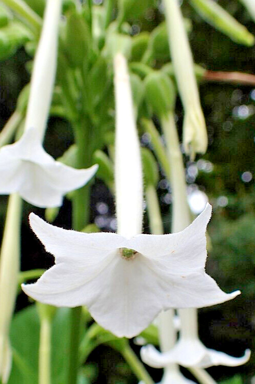 FLOWERING TOBACCO 500 SEEDS, WHITE, TUBULAR FLOWERS, NICOTIANA SYLVESTRIS