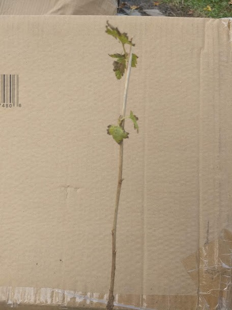 1 Viking Aronia berry plant. Zones 3-8 . Live rooted starter plant.