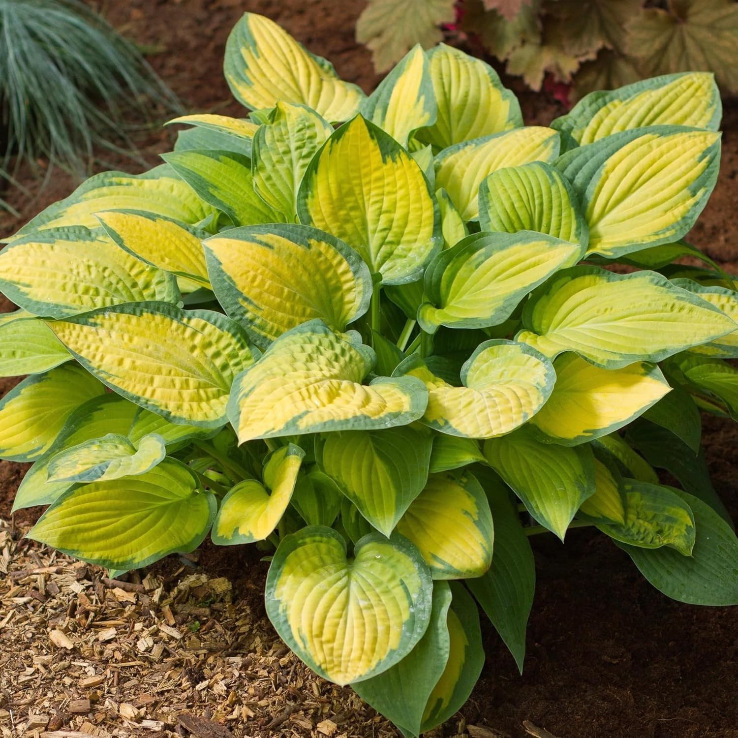 200+ Mixed HOSTA SEEDS – PERENNIAL OUTDOOR SHADE GARDEN PLANTING SEEDS
