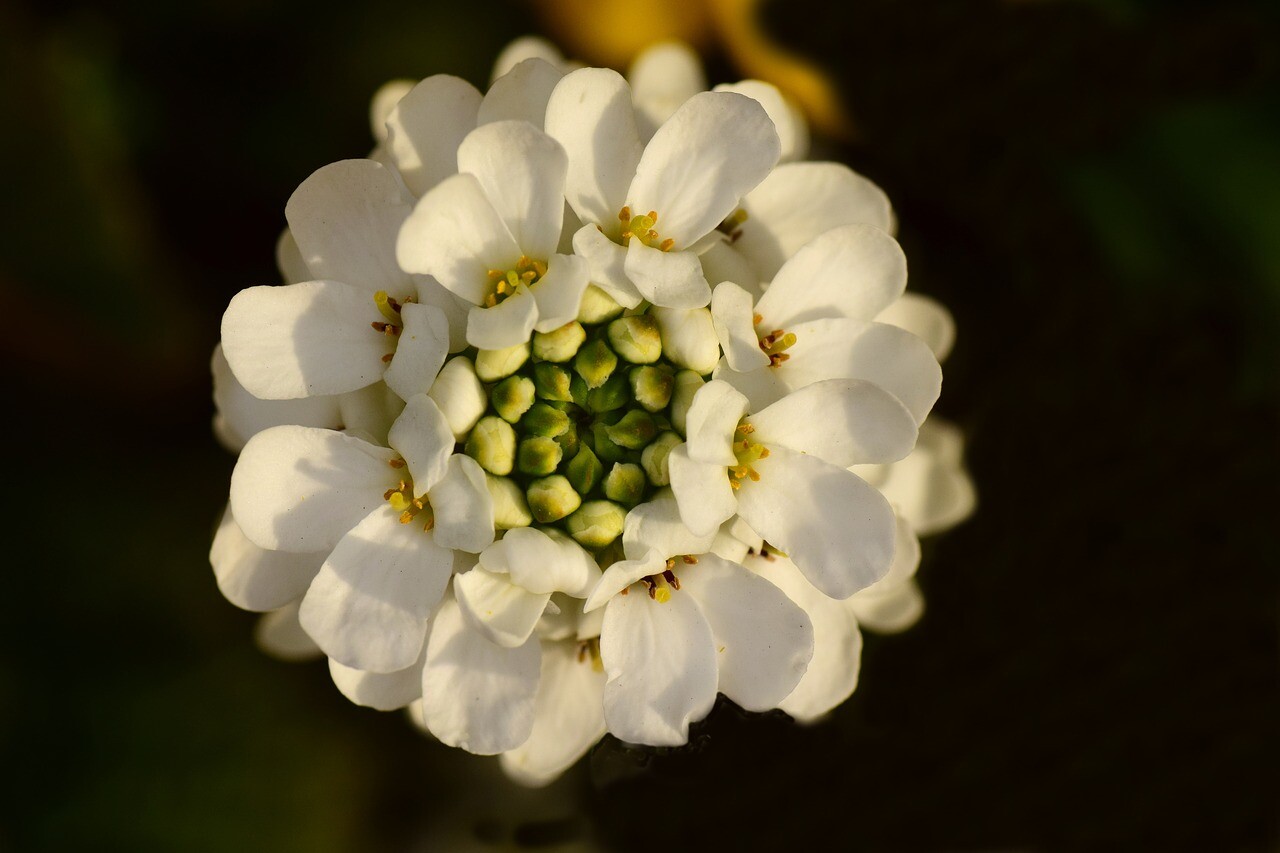 250+ Empress White Candytuft Rocket Flower Seeds (Iberis Amara), Medicinal Plant