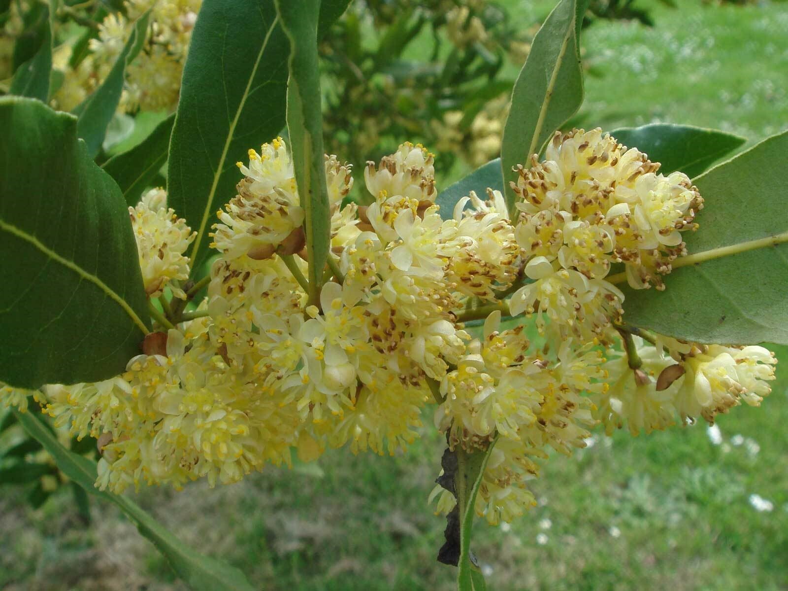Laurus nobilis | Bay Laurel | Sweet-Bay | Bayleaf | 5_Seeds