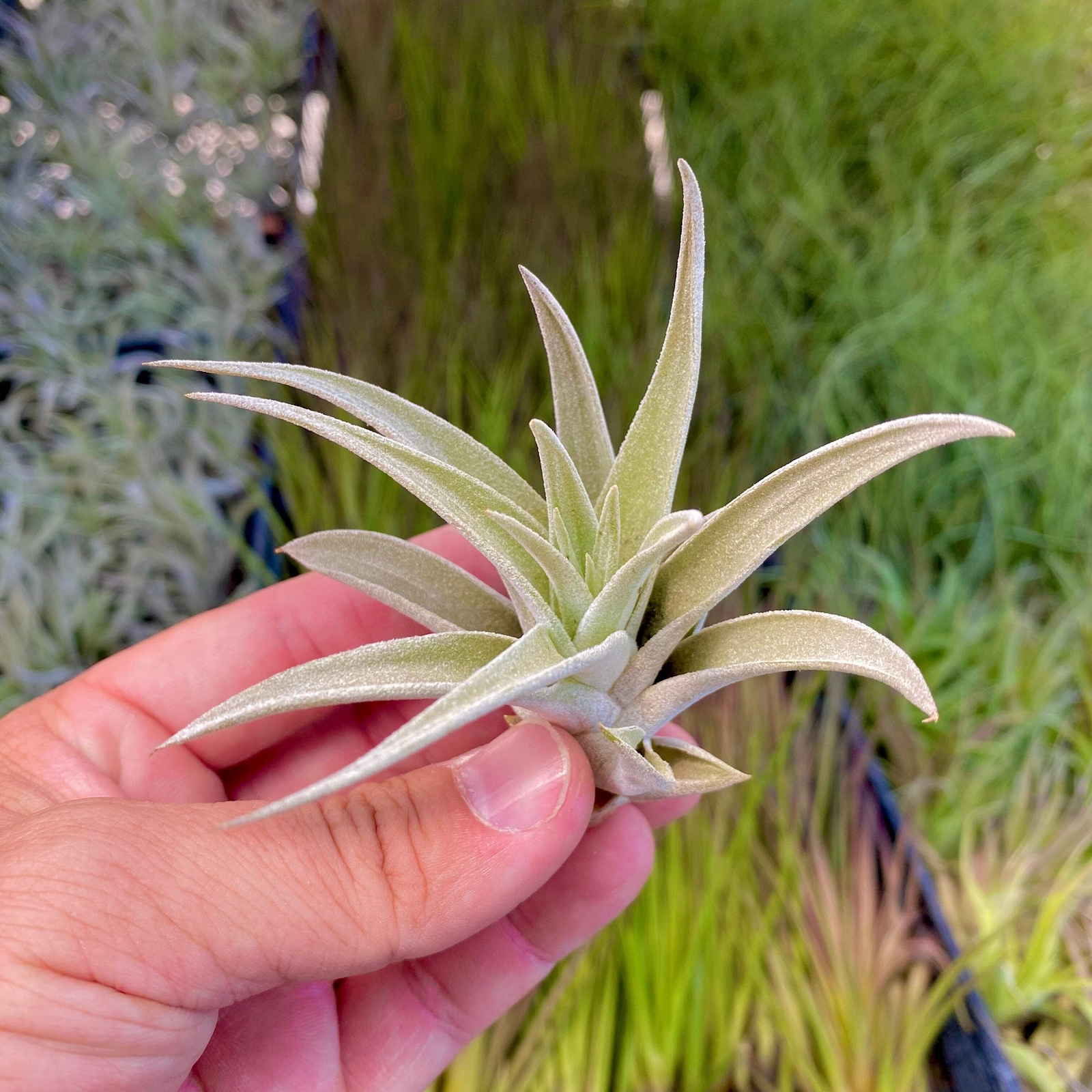 Harrisii Air Plant (Easy Care, Beginner Friendly Plant)
