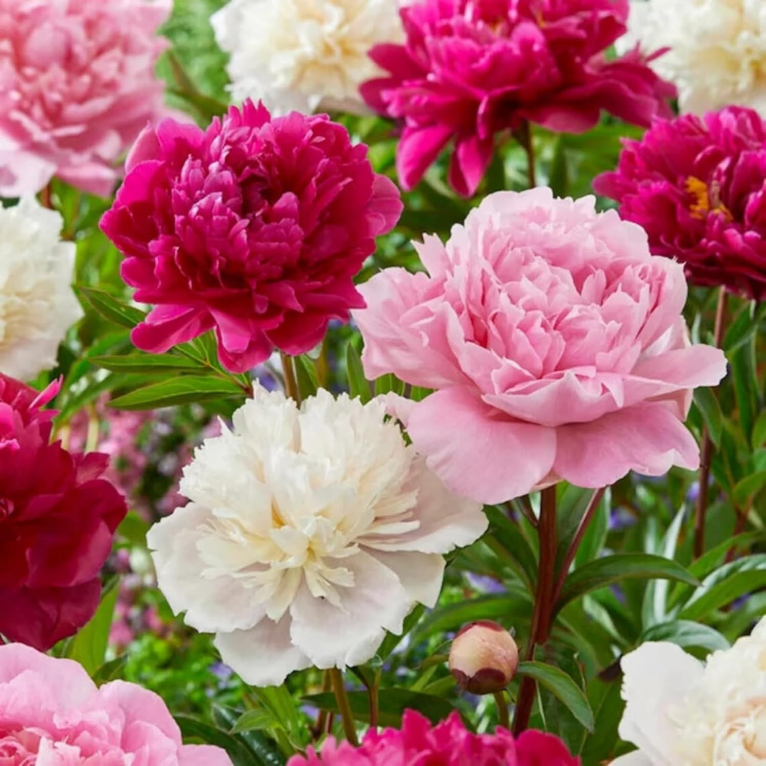 Rare Peony Seeds for Planting – 100+ Peony Seeds Heirloom Seeds Beautiful Flower