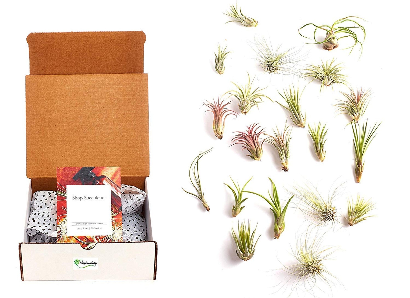 Shop Succulents | Assorted Collection of Tropical Tillandsia Air Plant Kit, H…
