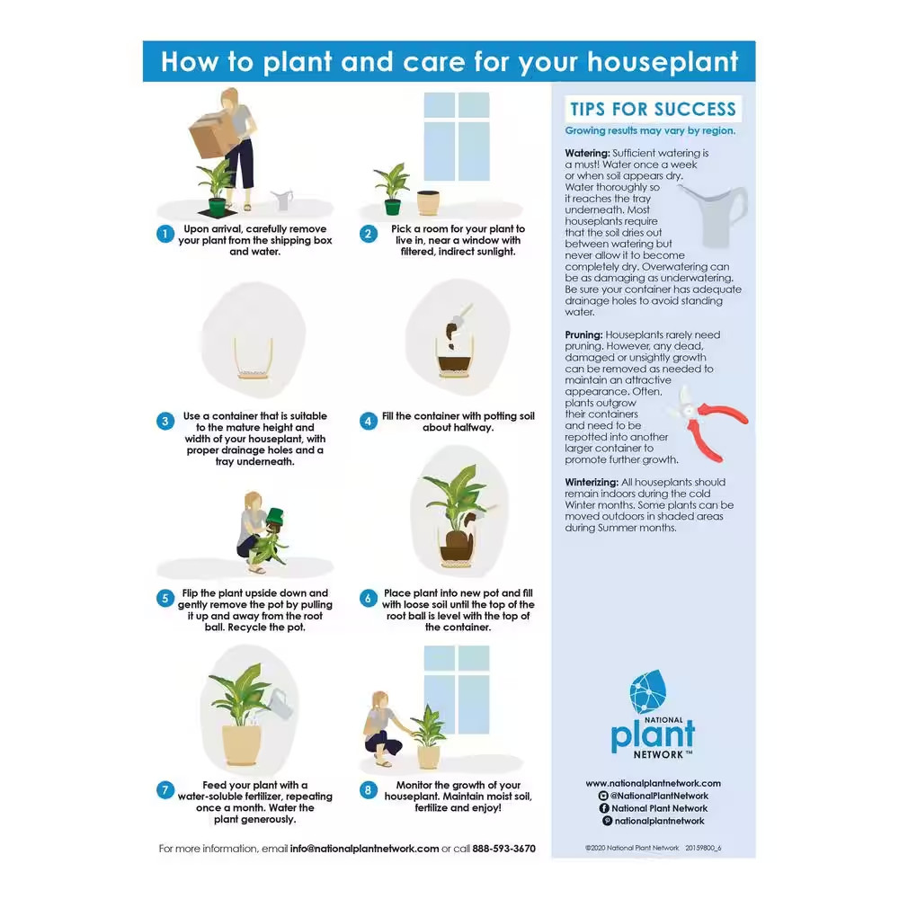 1 gal. Aspadistra Cast Iron Plant