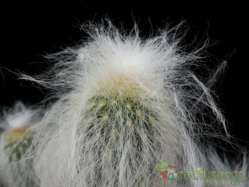 Espostoa Ritterii 8 Seeds Free Shipping!