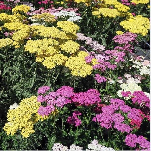 Yarrow (Achillea Millefolium) Live Plant, Healthy Starter Plant for Pollinators