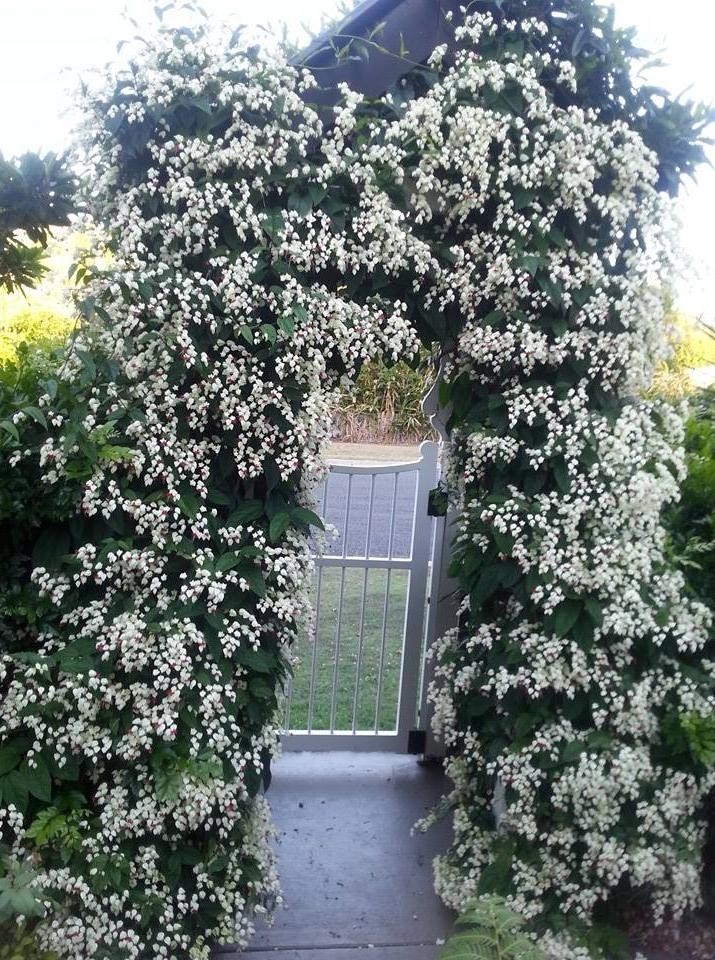 LIVE PLANT 3ft Clerodendrum thomsoniae White Bleeding Heart Vine