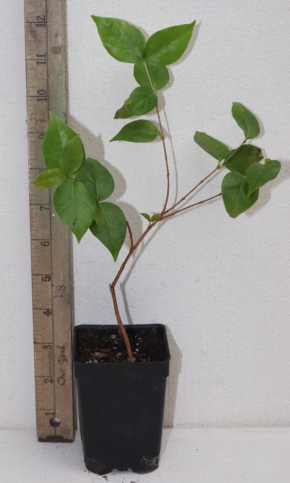 11” Tall Crimson Tide Surimam Cherry Seedling (Eugenia Uniflora Var) Organic