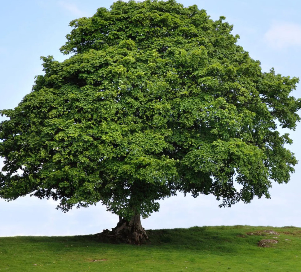 Live American Sycamore Plant – Quart Pot – AK:Bareroot Oct–May –No Ship PR, HI