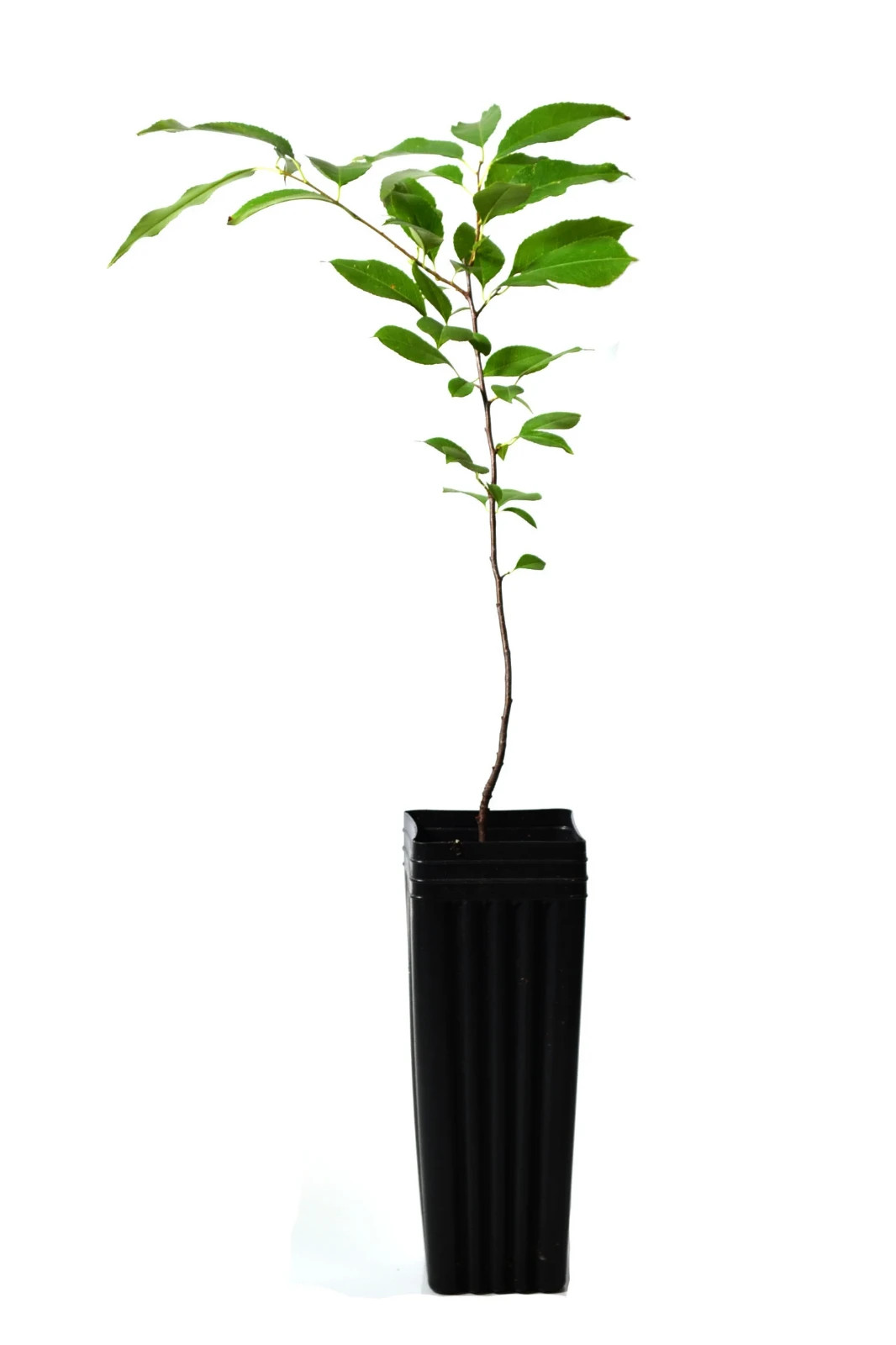 TreesAgain Potted Black Cherry Tree – Prunus serotina – 17 to 27+ inches