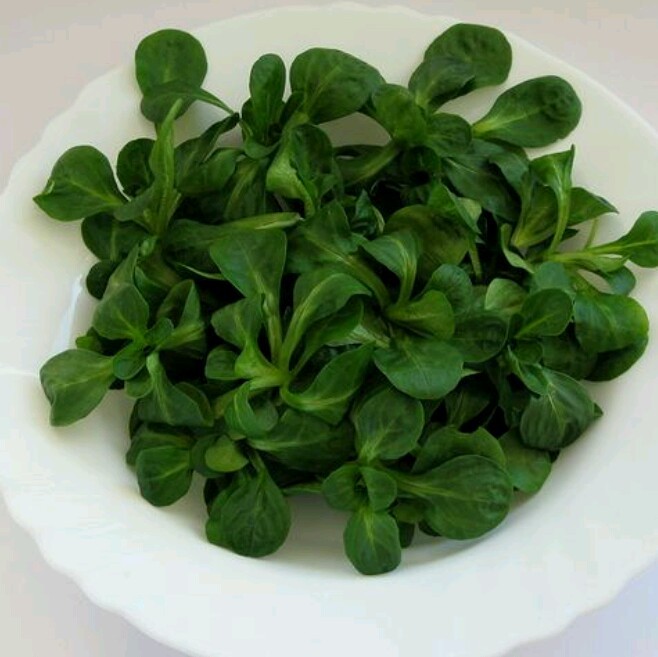 500 CORN SALAD( MACHE, LAMB’S LETTUCE) SEEDS-Open Pollinated-NON GMO-Organic