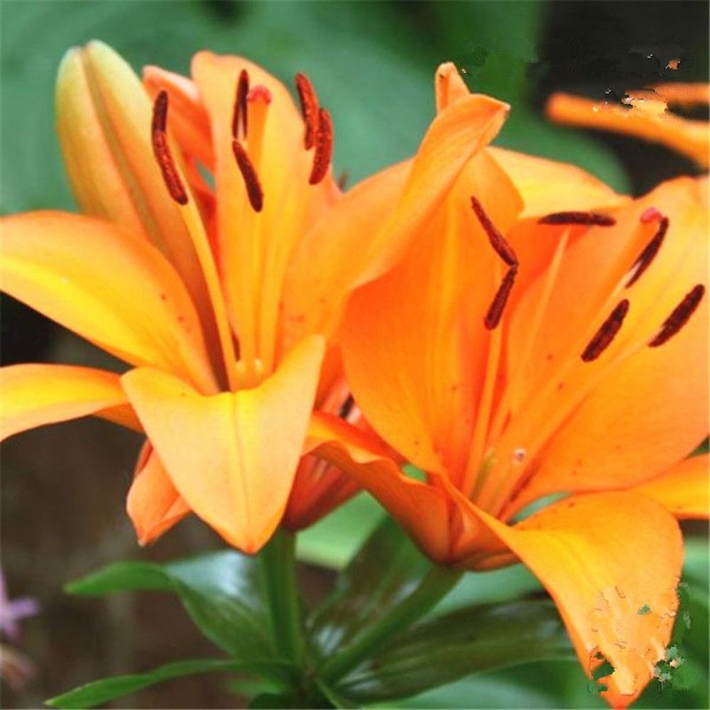 20 LILY FLOWER SEEDS rare exotic bloom blossom plant garden bush for germination