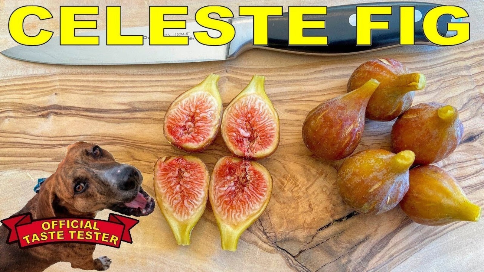 24-36″ tall Celeste Fig Plant – Ficus carica tree Not for California!