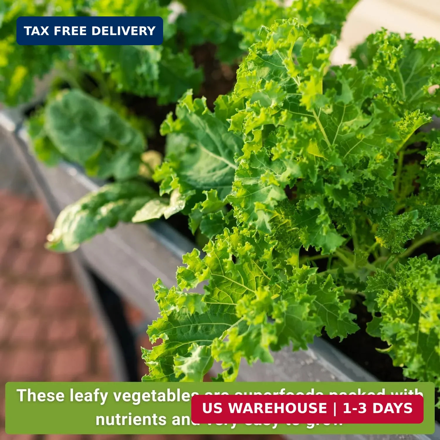 Sow Right Seeds – Power Greens Seed Collection for Planting – Spinach, Arugula,