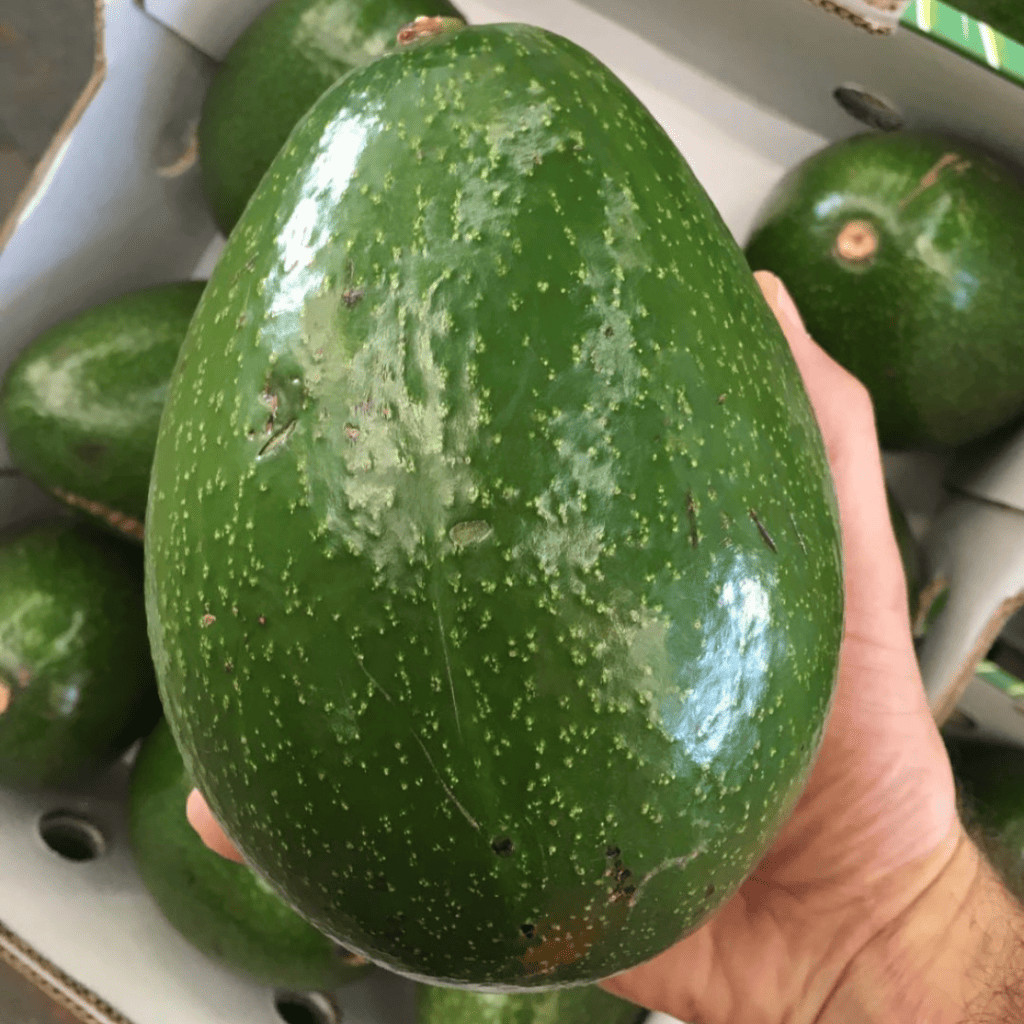 Grafted Choquette Avocado (Persea americana) Live Fruit Tree (10in-2ft)