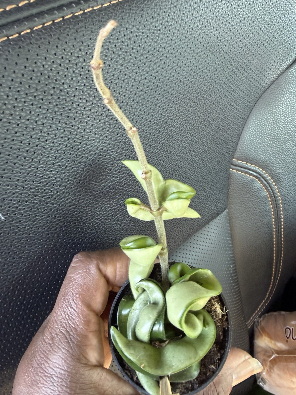 hoya hindu rope Well rooted Plant