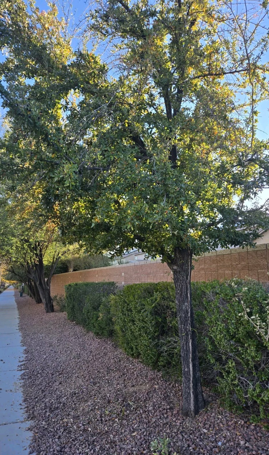 30 – QUERCUS VIRGINIANA, SOUTHERN LIVE OAK, DECEMBER 2024 ACORNS