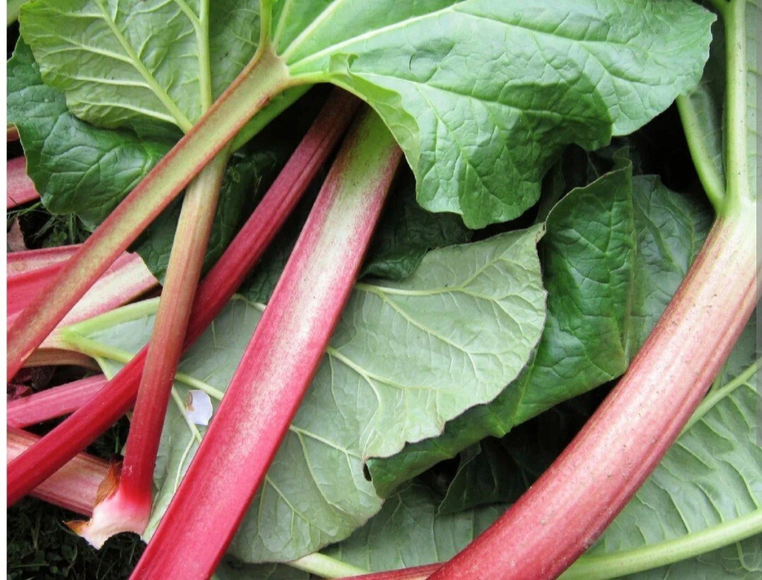 Crimson Red Jumbo Rhubarb 1 Plant / Crown Heirloom- Organic-Freshly dug!!!