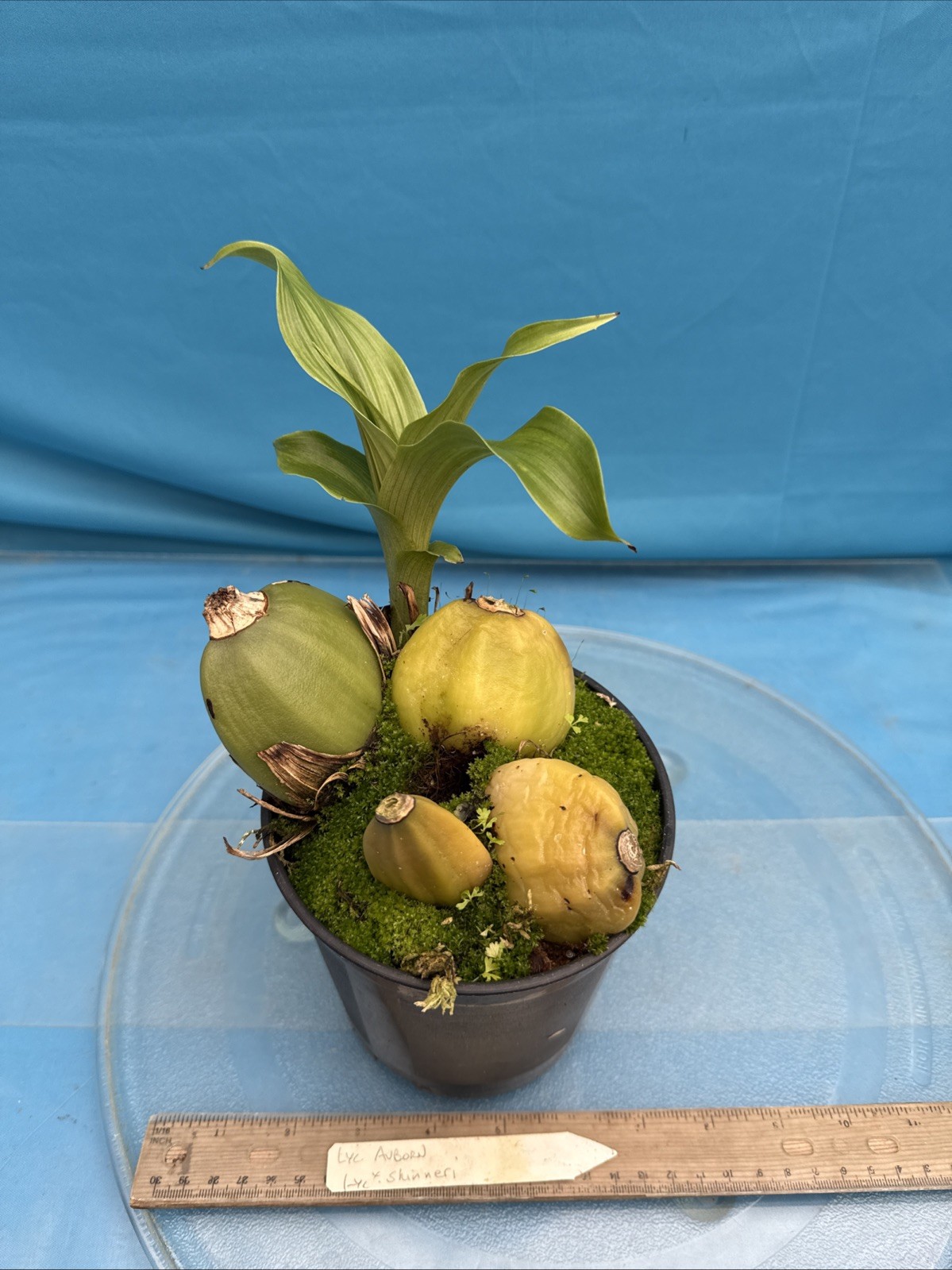 Lycaste Auburn X skinneri Pink White Red Exact BS New Growth Orchid 5.5” Pot