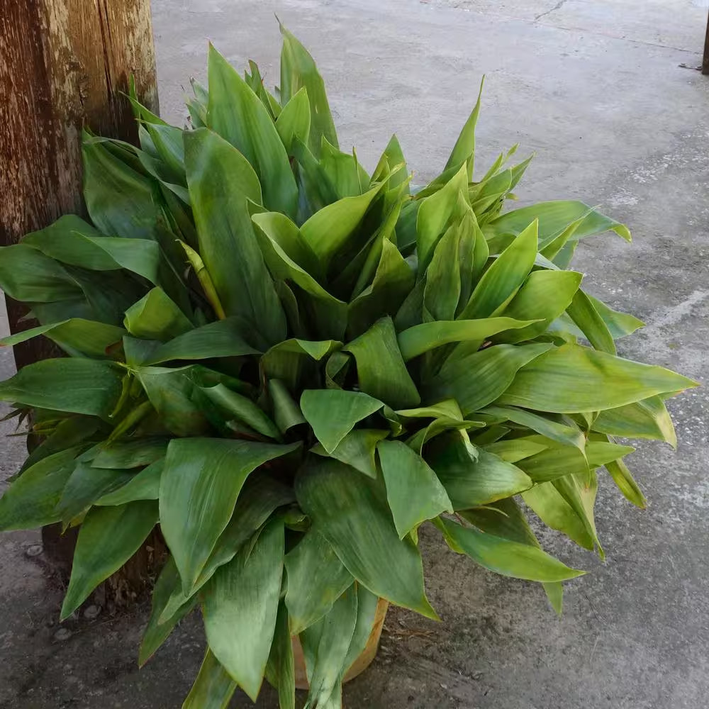 1 gal. Aspadistra Cast Iron Plant