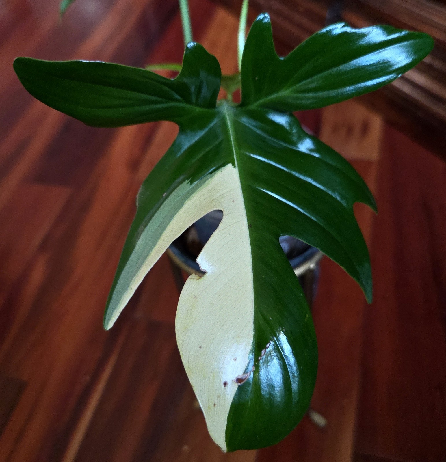 Rare Philodendron Variegated Pedatum 12″ Tall Not Monstera Anthurium Aroid