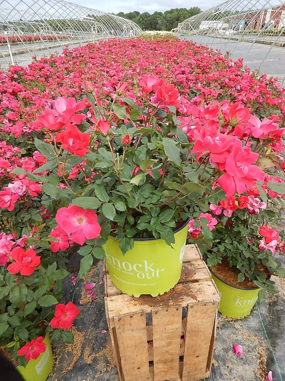 ‘Knock Out’ PP11836 Red Flower Rose – USDA Zones 4-8