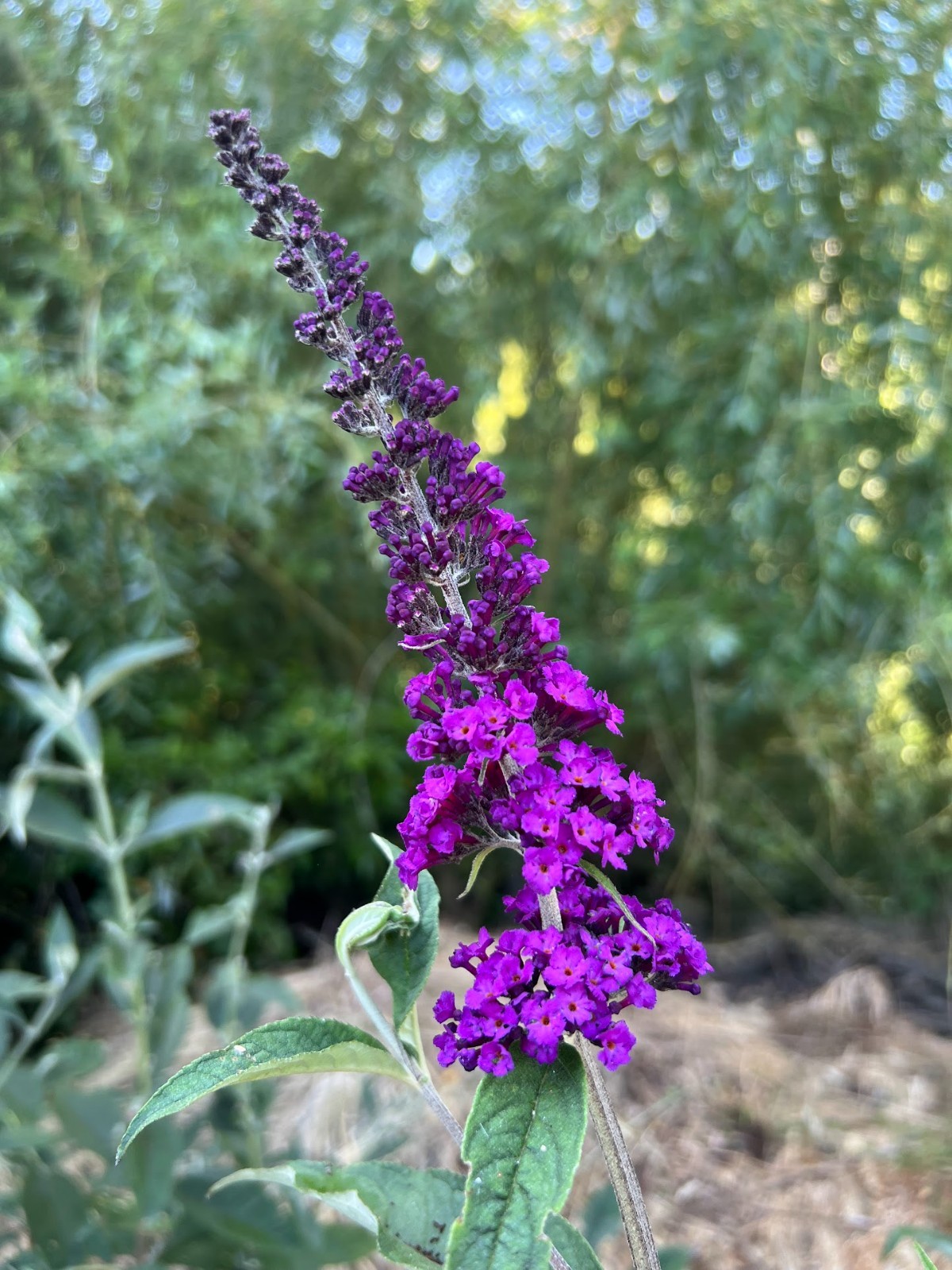 Butterfly bush cuttings X 10, roots easy – ‘violet’ color