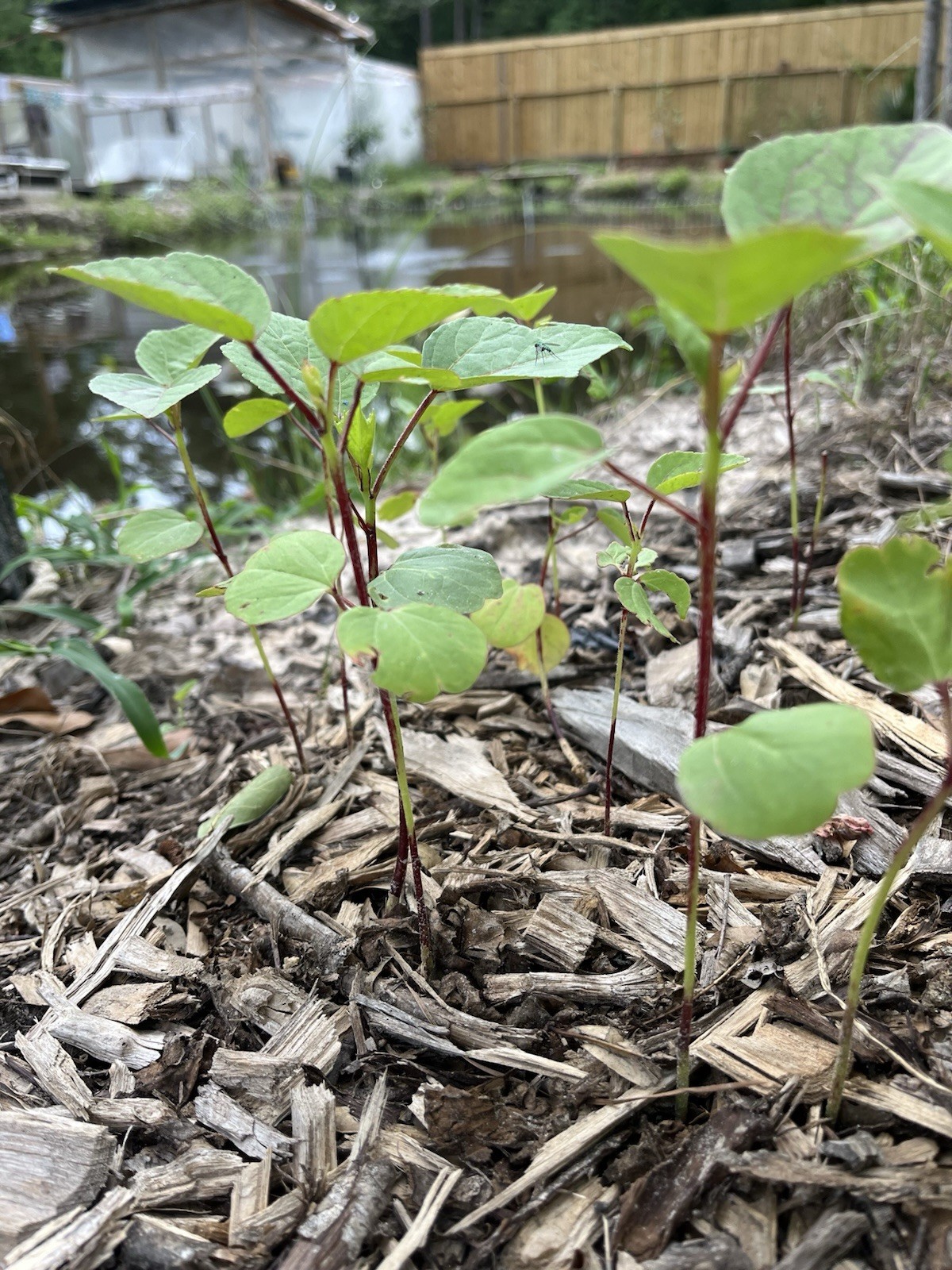 Roselle Hibiscus Plant Seedling – Live Plant- Great for Tea- Shipped In Pot/Soil