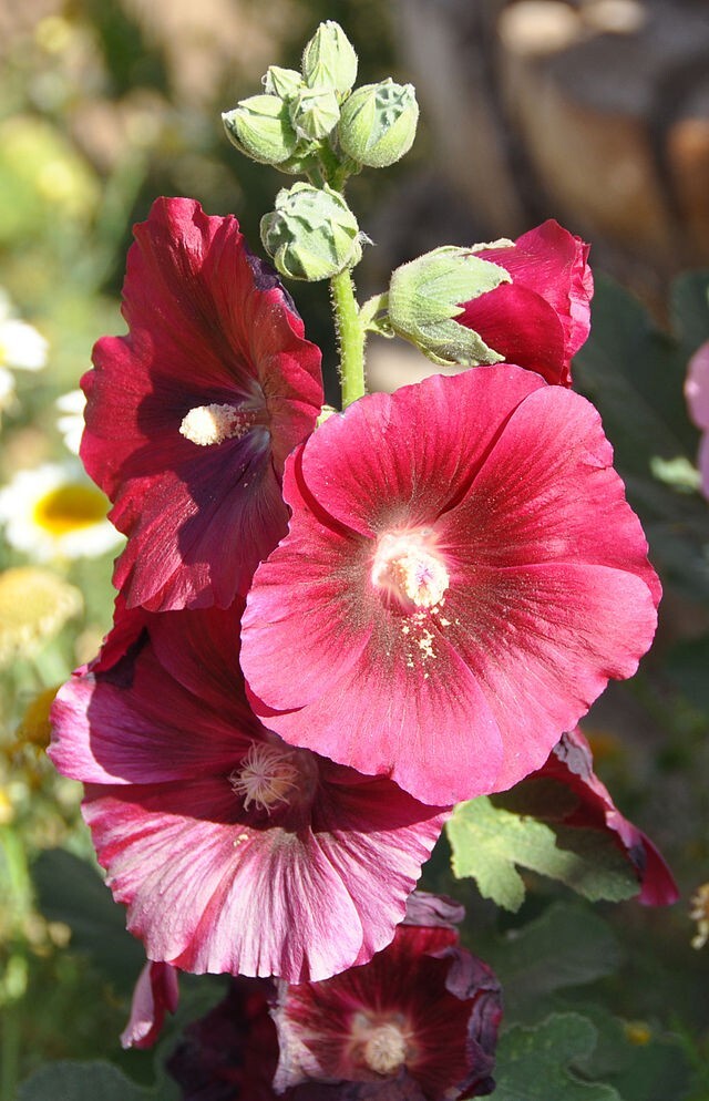 GIANT HOLLYHOCK MIXED COLORS 50 SEEDS, HARDY PERENNIAL, EZ TO GROW, USA SELLER