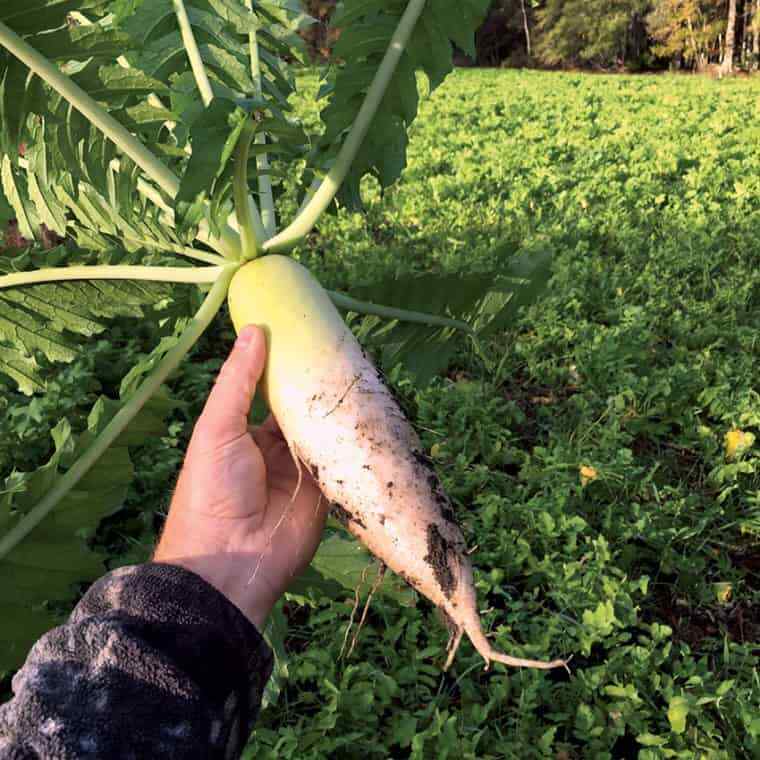 Daikon Radish Seeds-Japanese Minowase, Heirloom-Open Pollinated, Fresh Seeds