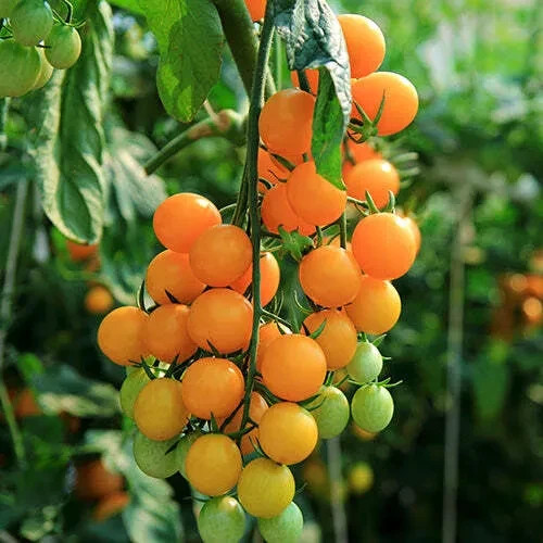 30 GOLD NUGGET CHERRY TOMATO SEEDS ~ heirloomseedguy ~ 2026 ~ NON-GMO