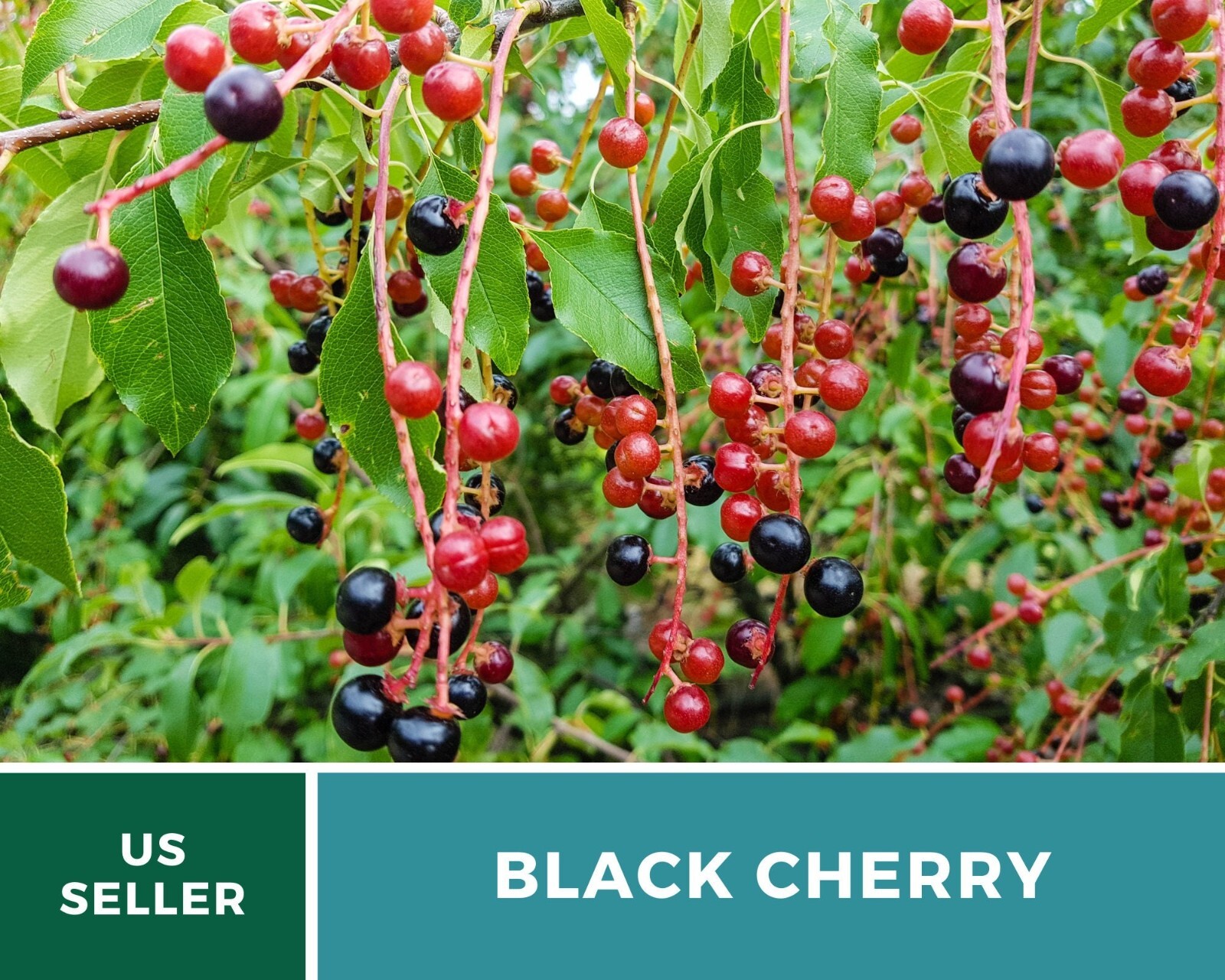 Cherry, Black – Cherry Tree – 15 Seeds – Culinary & Medicinal (Prunus serotina)