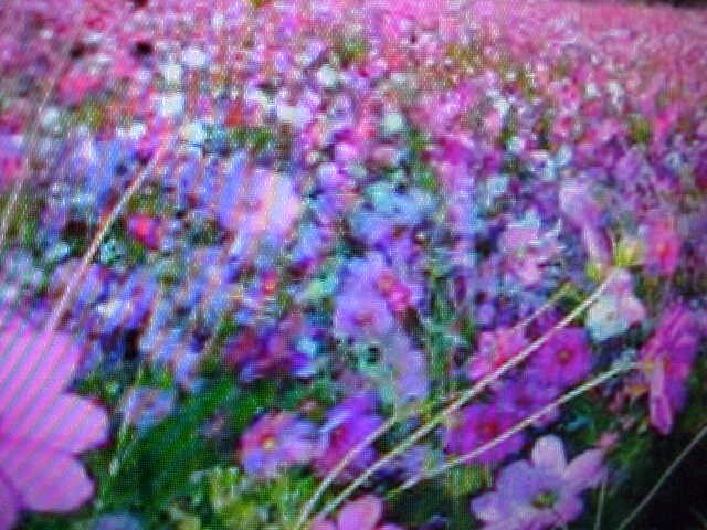 1/32 LB ( 1/2-OUNCE ) LOW GROUND COVER WILD FLOWER SEED 20-VARIETY SEED MIXTURE