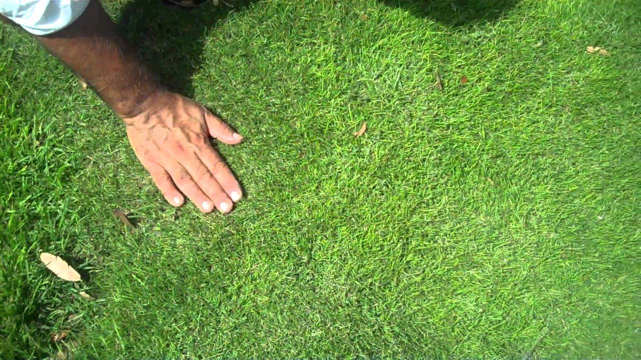 Dormant Zoysia grass handfull of rhizomes/stolones good for 10-15 plugs or more