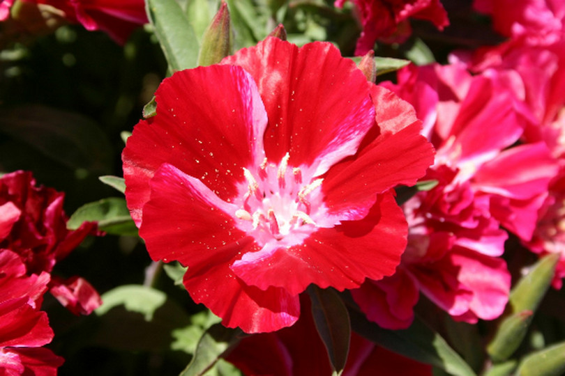 Scarlet Godetia Flower Seeds, Native Wildflower, Clarkia amoena, FREE SHIPPING
