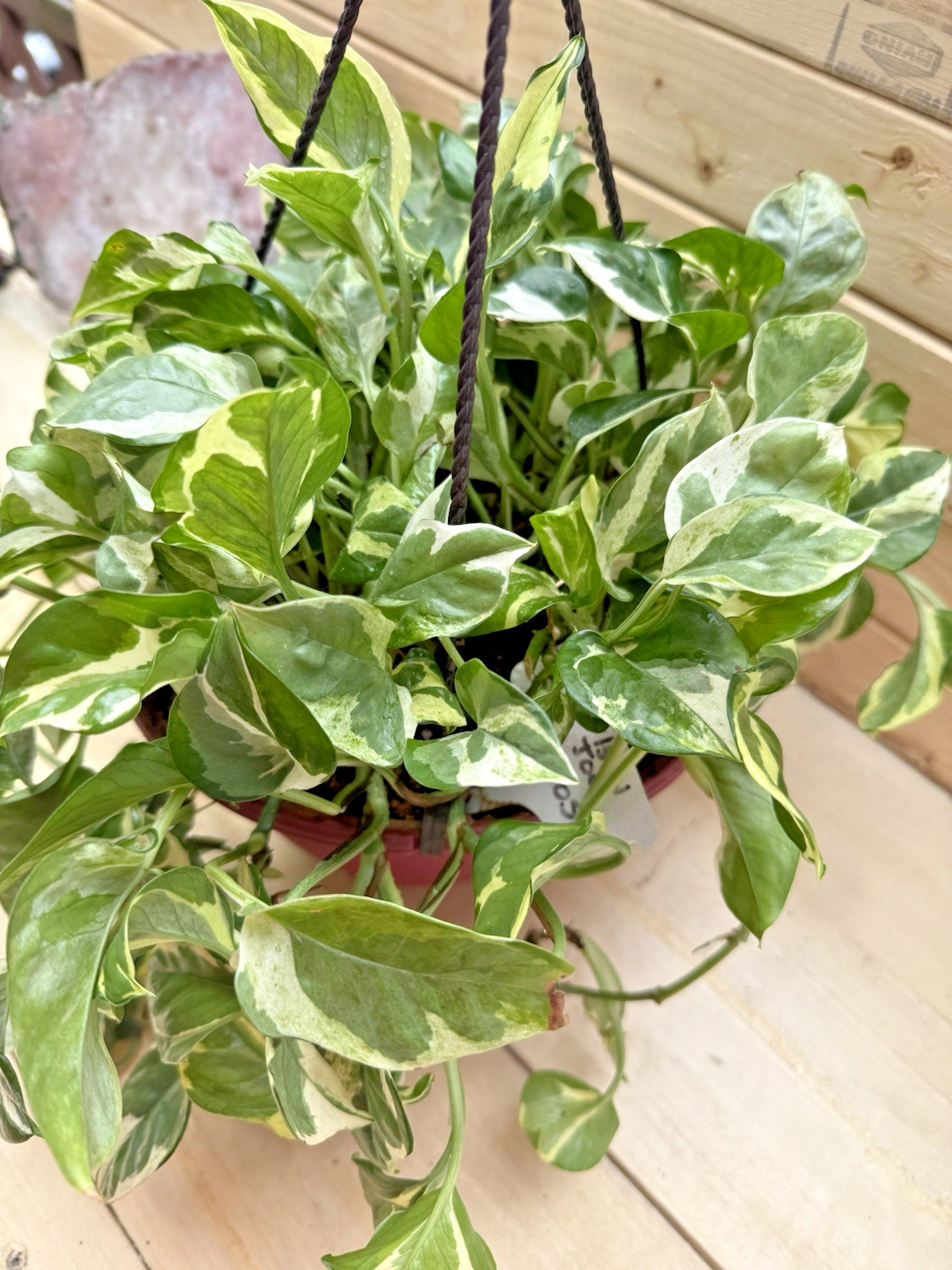 Pearls N Joy Pothos Plant Cutting – Rooting in Moss Cut from Mature Mom Plant