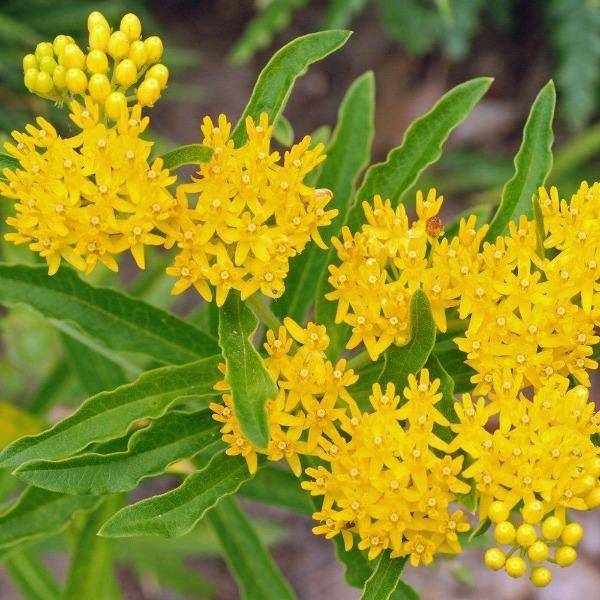 Asclepias tuberosa | Pleurisy Root ‘Hello Yellow’ | 10 Seeds