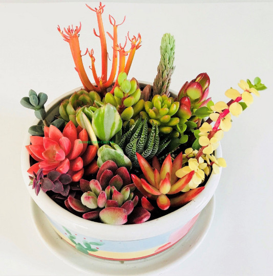 10 Assorted Succulent Cuttings Clippings for Dish Garden Terrariums Mini Fairy